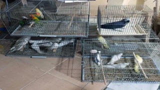 Çorluda Egzotik Kuş Operasyonu: Ceza yağdı