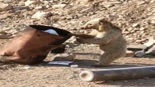 Çukurcada yiyecek arayan ayı kameraya yansıdı