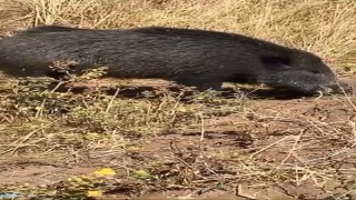 Dağ bayır gezip göremediği domuzu köyde görünce cep telefonu ile görüntüledi