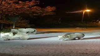 Dağcılar ayılarla burun buruna geldi