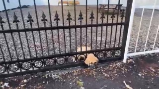 Demir kapıya sıkışan yavru köpeği itfaiye kurtardı