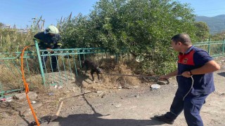 Demir korkuluğa sıkışıp mahsur kalan köpeği itfaiye kurtardı
