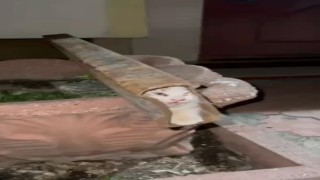 Demir profile sıkışan kediyi itfaiye ekipleri kurtardı