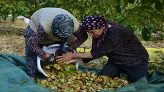 Demircide ceviz hasadına başlandı