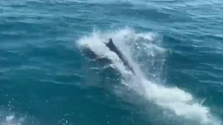 Deniz polisinin devriyesine Yunuslareşlik etti