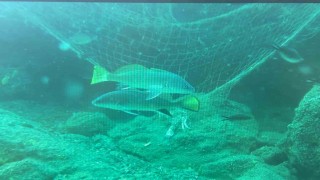 Denizlerin sessiz katili: Hayalet ağlar