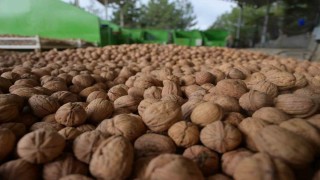 Denizlide sezonun ilk ceviz hasadı Tavasta yapıldı