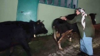 Dere suyu yükselince mahsur kalan hayvanlar 2.5 saatlik operasyonla kurtarıldı