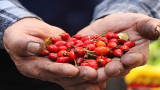 Dikenlerin arasında zahmetle toplanan kuşburnuna rağbet arttı