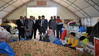 Dinarda ceviz hasadı başladı