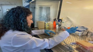 Diyabet yaralarına çözüm olacak bor destekli proje