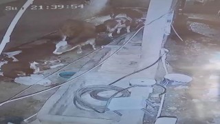 Diyarbakırda yıldırım hayvan çiftliğine isabet etti: 3 inek telef oldu