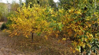 Doğa sonbaharla renklendi, kartpostallık manzara dronla görüntülendi