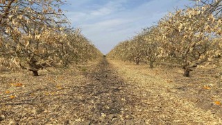 Doğan: Greyfurt üreticileri de destek kapsamına alınmalıdır