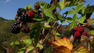 Doğanın şifasını organik üretimle buluşturdu