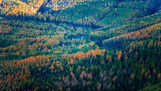 Doğaseverlerin Kayserideki saklı hazinesi: Ortaseki Ormanları