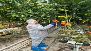 Domateslerde virüs incelemesi yapıldı