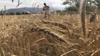 Dünya tahıl arzında rekor beklenti: 3 milyar tonu geçebilir