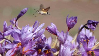 Dünyanın en pahalı baharatı safranın 1 gramı 500 TL