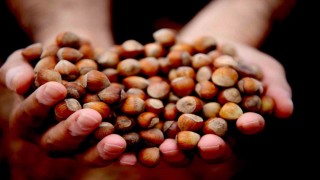 Düzcede 15 bin 288 ton ihraç edildi