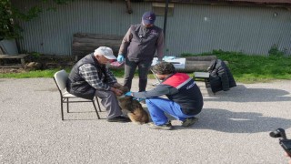 Düzcede 175 köpek yerinde sahiplendirildi