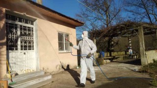 Düzcede kahverengi kokarca ile kışlak mücadelesi devam ediyor