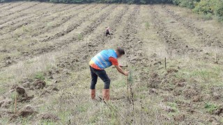 Düzcede yanan orman alanları Adalet Ormanı ile yeniden yeşerecek