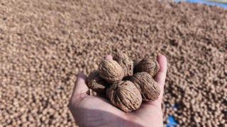 Edirnede ceviz hasadı başladı