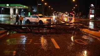 Edirnede sağanak yağış ve rüzgar, ağacı devirdi