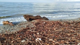Edremitte şiddetli lodos, sahili ağaç dalları ve yosunla doldurdu