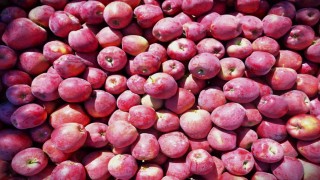 Egenin elma deposu Denizlide üreticinin yüzü gülüyor