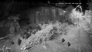 Elazığda aç kalan domuz sürüsü bahçeye dadandı