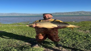 Elazığda amatör balıkçı 32 kiloluk dev sazan yakaladı