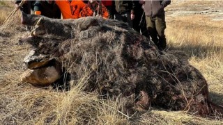 Elazığda avcılar 250 kiloluk domuz avladı