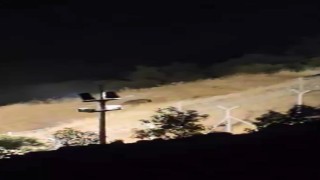 Elazığda ayılar kış uykusu öncesi yiyecek ararken görüntülendi