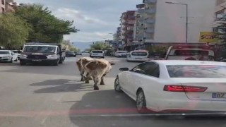 Elazığda caddeye çıkan inekler sürücülere zor anlar yaşattı