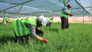 Elazığda fidanlar kadınların elinde yeşeriyor
