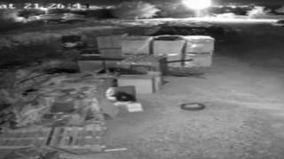 Elazığda güvercin hırsızlığı kameralara yansıdı