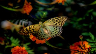 Elazığda kelebeklerin çiçeklerle buluşması görsel şölen oluşturdu