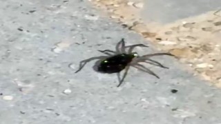 Elazığda kurt örümceği görüntülendi