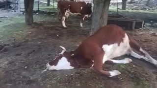 Elazığda yıldırım düşmesi sonucu 2 inek telef oldu