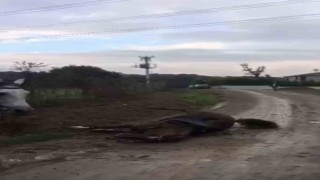 Elektrik akımına kapılan at telef oldu