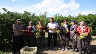 En ucuz meyve: Mandalina bahçede 8 TLye kadar düştü