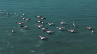 Erçek Gölünde jandarmadan flamingo nöbeti