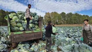 Ercişte lahana hasadı başladı