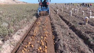 Ercişte patates hasadı başladı
