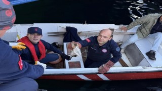 Erdekte denize düşen yavru kedi kurtarıldı