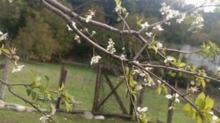 Erik ağacı ekim ayında çiçek açtı