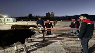 Erzincan canlı hayvan pazarı yeniden açıldı