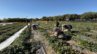 Erzincanda çilek üretimi yaygınlaşıyor